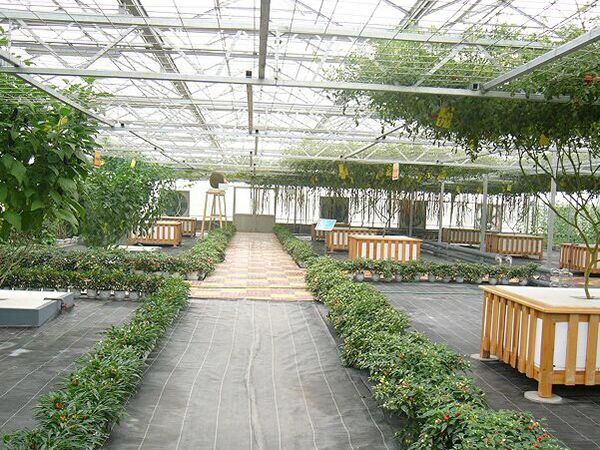 无土栽培育苗苗床温室自动化